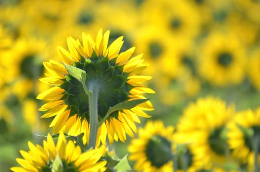 Beautiful sunflowers of Tuscany in Italy