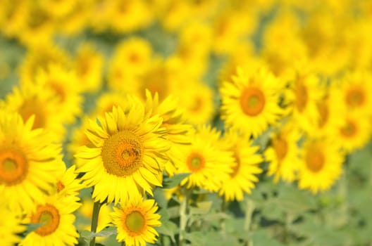 Beautiful sunflowers of Tuscany in Italy