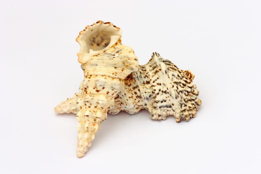 Two seashells isolated on a white