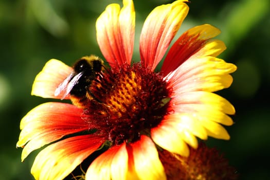 The close-up of a bumblebee on a fiery red flower.