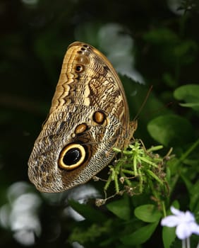 Sky butterflies