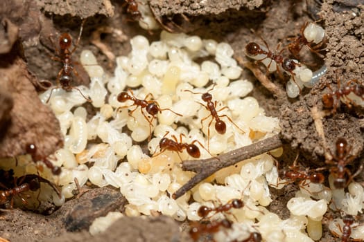 Red ants with white eggs on anthill