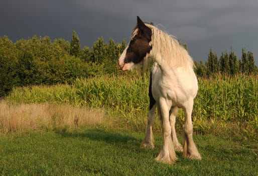 Horse