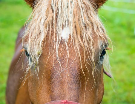 horse is looking in to the camera