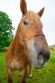 Crazy Horse