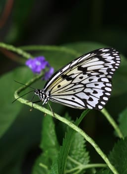 White tree nymph [Idea leuconoe]
