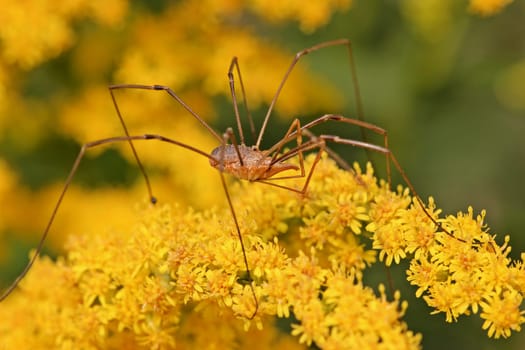 Male Weaver (Phalangium opilio) on goldenrod