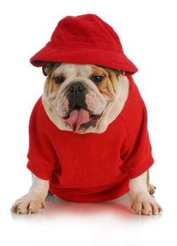 cute dog - english bulldog wearing red had and shirt on white background