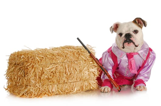bulldog cowgirl