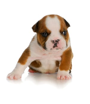 young puppy - four week old english bulldog puppy sitting with reflection on white background