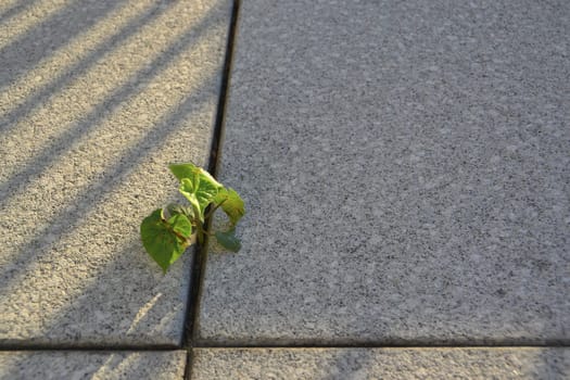 A plant's struggle for survival between pavement slabs