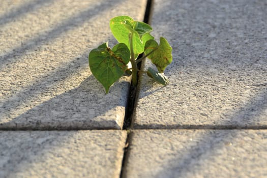 A plant's struggle for survival between pavement slabs