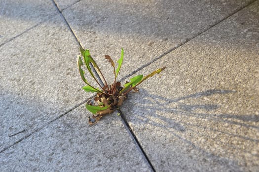 A plant's struggle for survival between pavement slabs