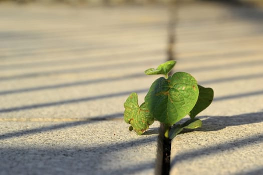A plant's struggle for survival between pavement slabs
