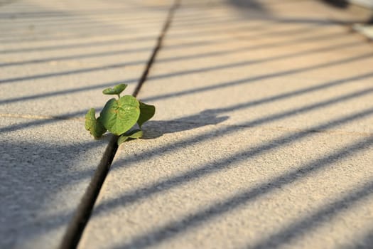 A plant's struggle for survival between pavement slabs