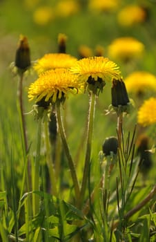 Dandelion