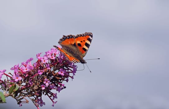 small tortoiseshell