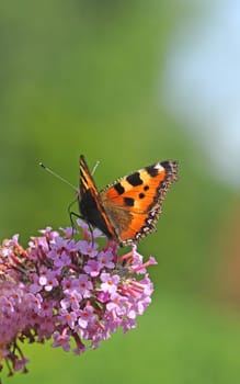 small tortoiseshell