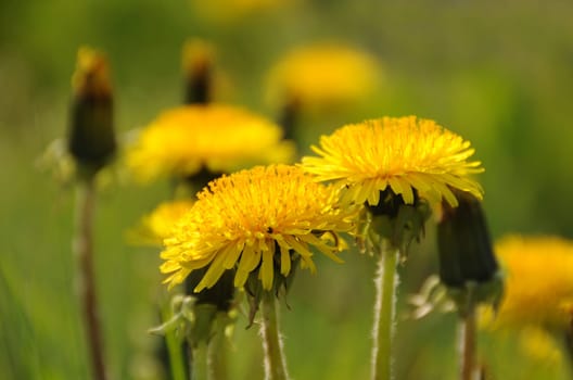 Dandelion