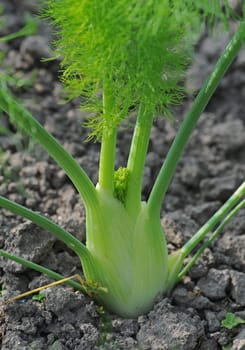 Fennel