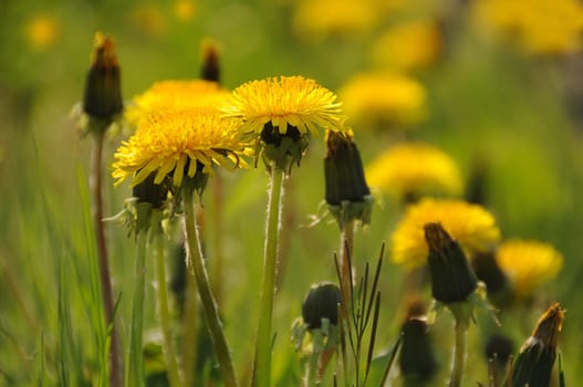Dandelion