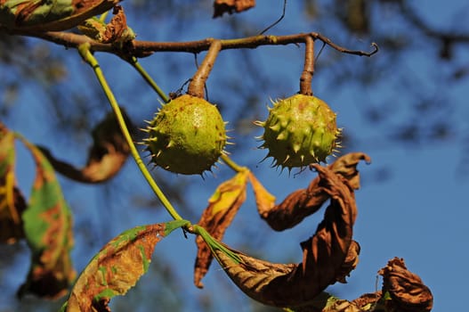 Chestnuts