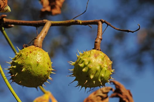 Chestnuts