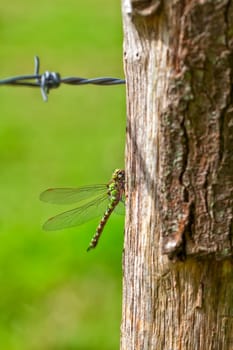Autumn Mosaic Maiden - Aeshna mixta - Barbed wire in a macro shot