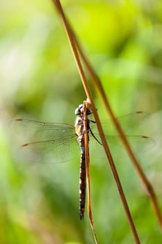 Autumn Mosaic Maiden - Aeshna mixta female - in a macro shot
