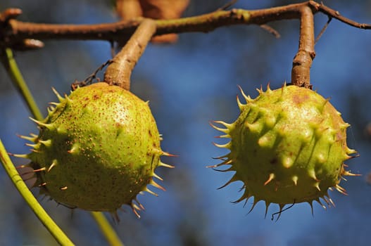 Chestnuts