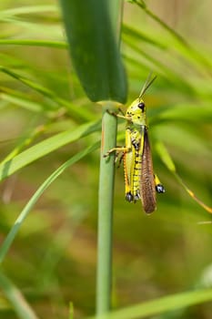 Marsh grasshopper - Stethophyma grossum in a macro image