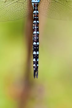 Autumn mosaic maiden - black-blue spotted abdomen in a macro shot