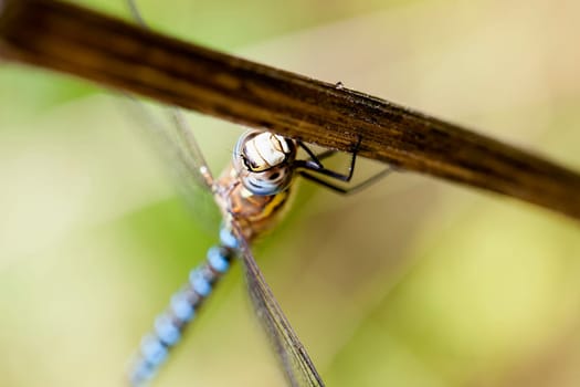 Autumn Mosaic Maiden - Aeshna mixta in a macro shot