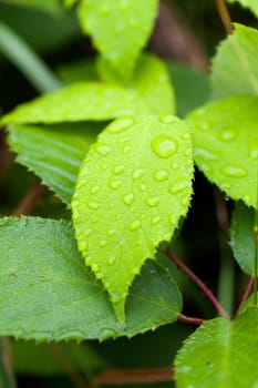 Leaf with raindrops in a macro shot