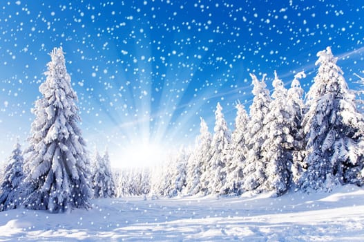 Sun in the winter forest