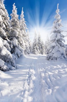 Sun in the winter forest