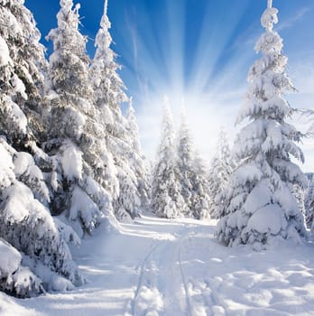 Sun in the winter forest