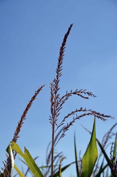 male flowers of the maize plant