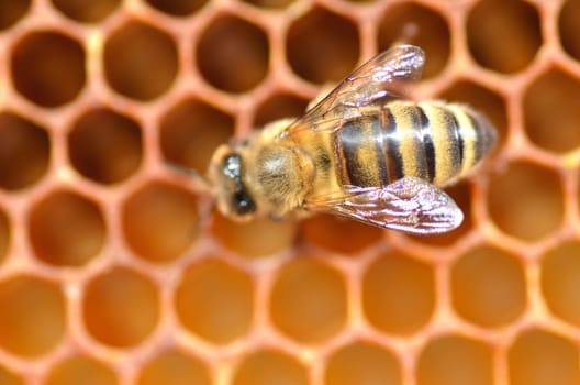 Closeup of a bee on honeycomb