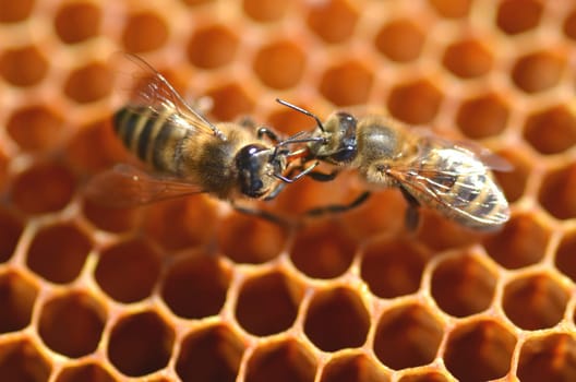 Closeup of bees on honeycomb