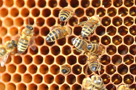 Bees on honeycomb