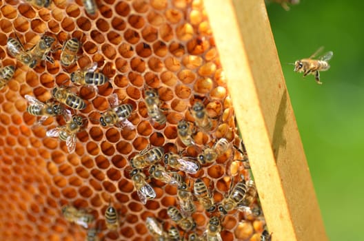 Bees on honeycomb