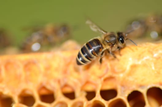 Closeup of a bee on honeycomb