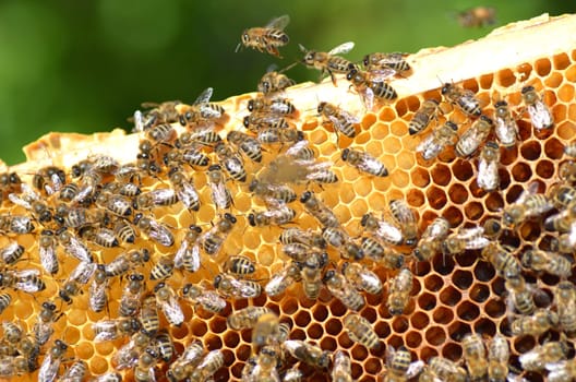 Bees on honeycomb