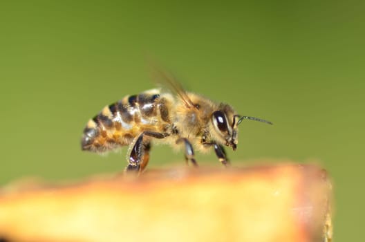 Closeup of a bee on honeycomb