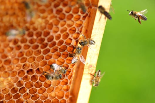 Bees on honeycomb