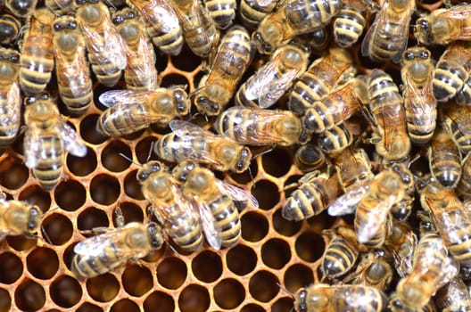 Bees on honeycomb