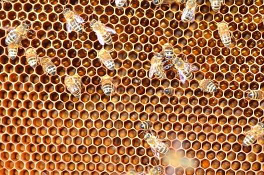 Bees on honeycomb