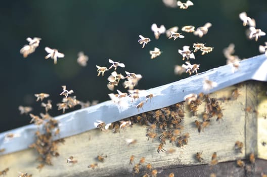 A swarm of bees trying to get into a beehive through a vent