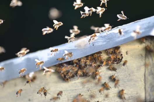 A swarm of bees trying to get into a beehive through a vent